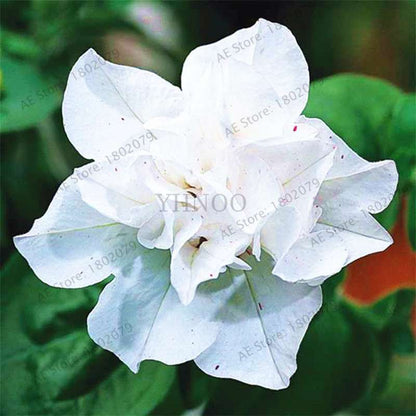 Double Petal Petunia Seeds - Vibrant Indoor Flower Bonsai Plants for Home & Garden