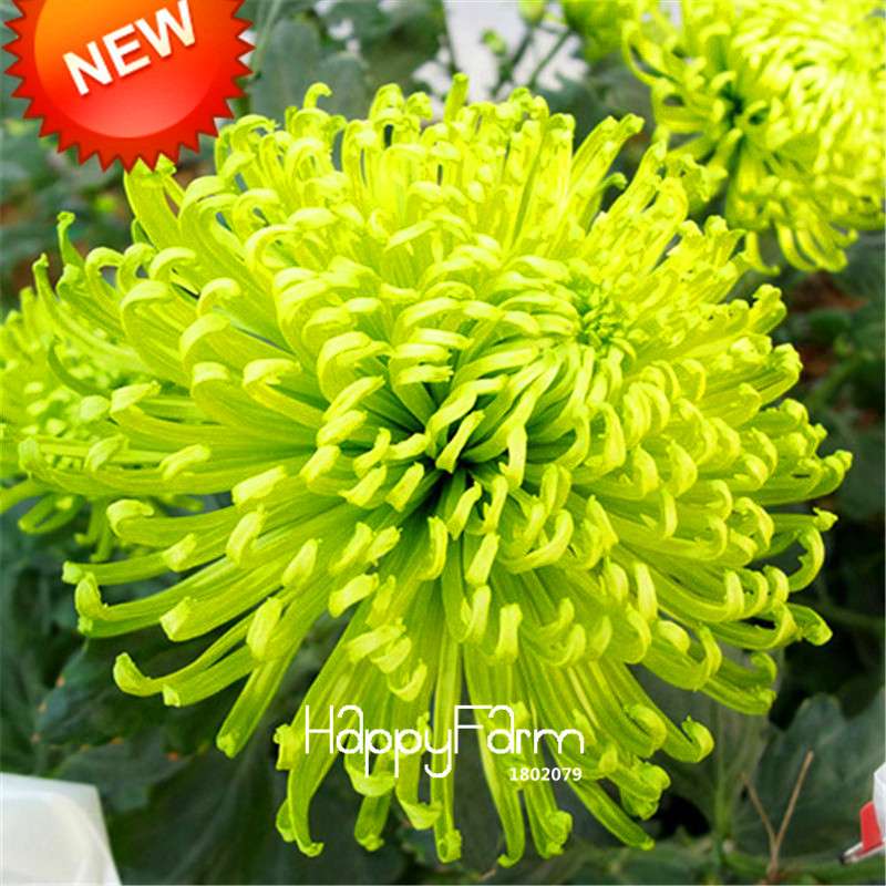 Orange Chrysanthemum Fireworks Flower Seeds - Bonsai Balcony Garden, Fast Shipping USA