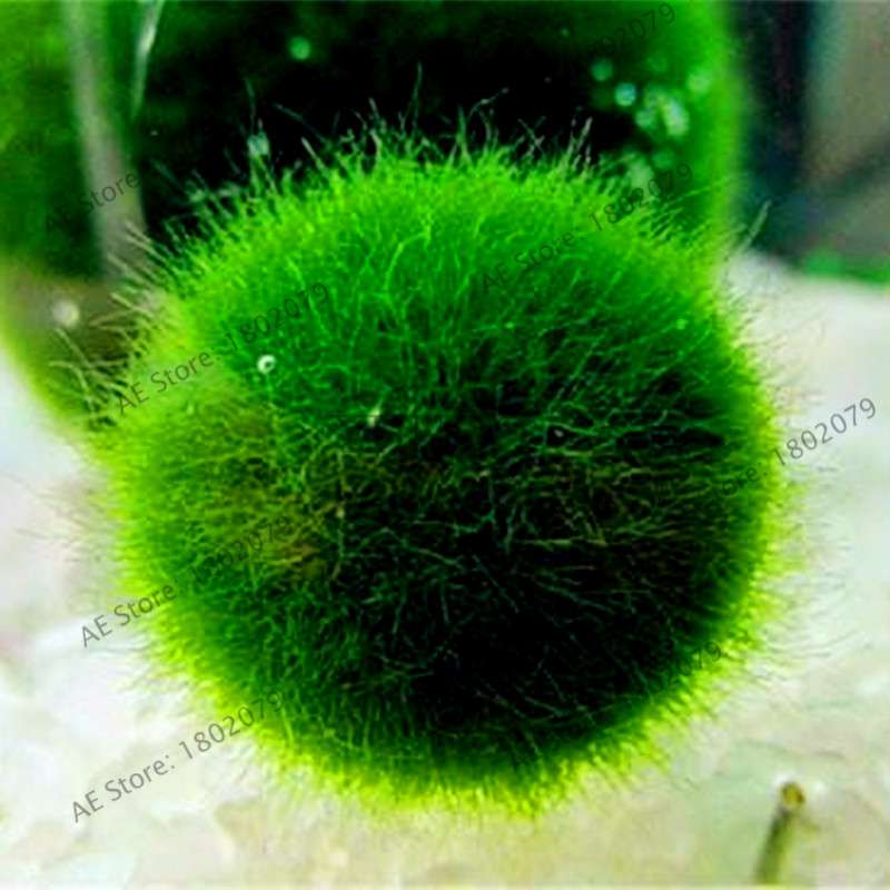 Mixed Aquarium Plants Seeds - Fish Tank Decor, Live Water Grass for Aquatic Plant Lovers