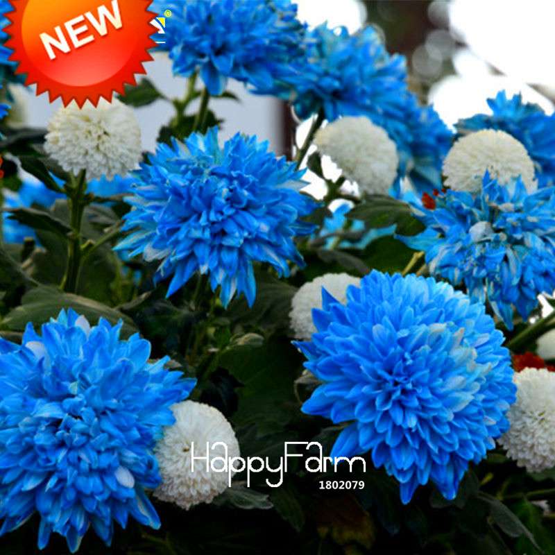 Rare Blue & White Chrysanthemum Seeds - Potted Flower for Home Garden Planting