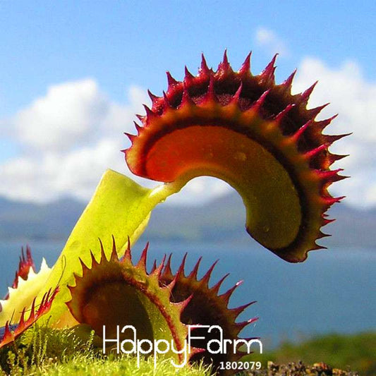 Giant Venus Flytrap Seeds - Carnivorous Bonsai Plant for Garden, Pots & Terrariums | Dionaea Muscipula