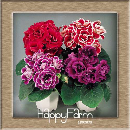 Vibrant 9-Color Gloxinia Seeds - Perennial Sinningia Speciosa, Bonsai & Balcony Flowers - USA-Grown