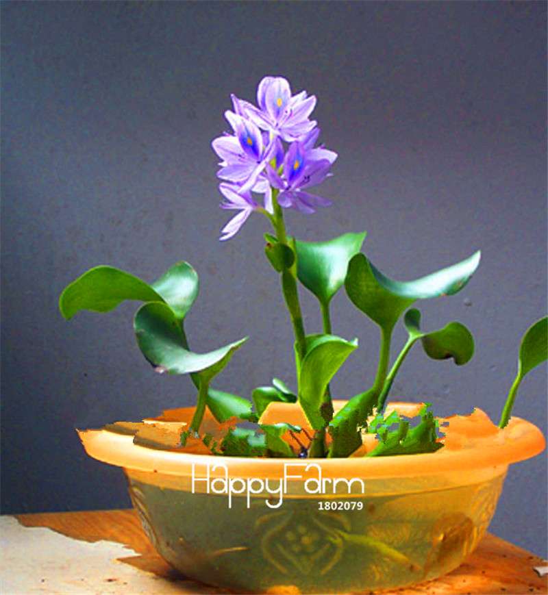 Lotus Seed Aquatic Plant Kit - DIY Home Garden Bonsai for Ponds & Terrariums