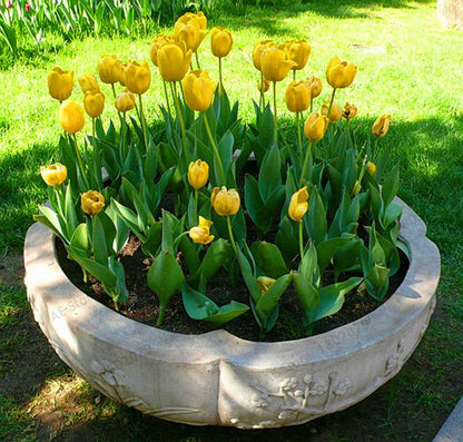 Rare Tulip Seeds - Beautiful Perennial Bonsai Flowers for Home & Garden Planting