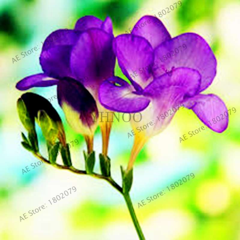 Freesia Seeds - Colorful Fragrant Flowers for Home Garden Planting