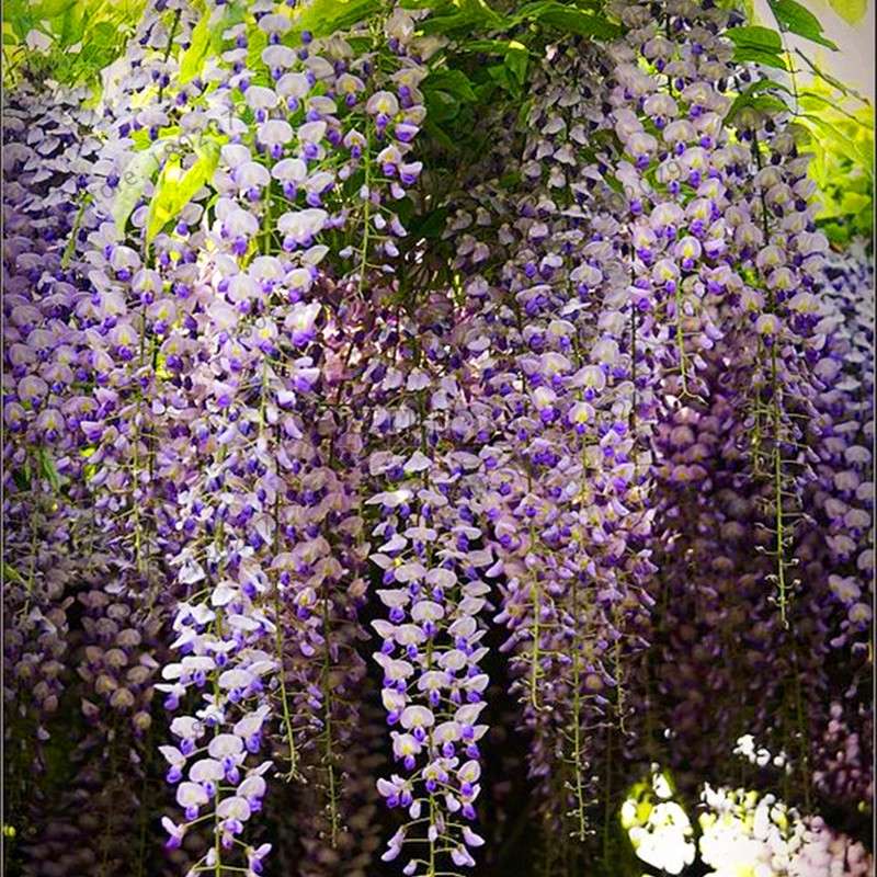 Rare Red Wisteria Seeds - Bonsai Tree Kit for Indoor Home Decor | Easy-Grow Mini Bonsai Plants