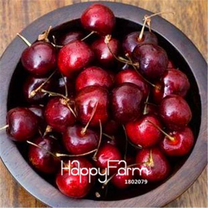 Cherry Bonsai Tree Seeds for Planting - DIY Home Garden Decor, Fruit Seeds for Potted Plants