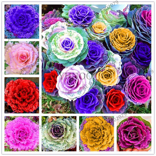 Organic Cabbage Flower Kale Seeds - Edible, Delicious & Ornamental Plants for Home Garden & Bonsai