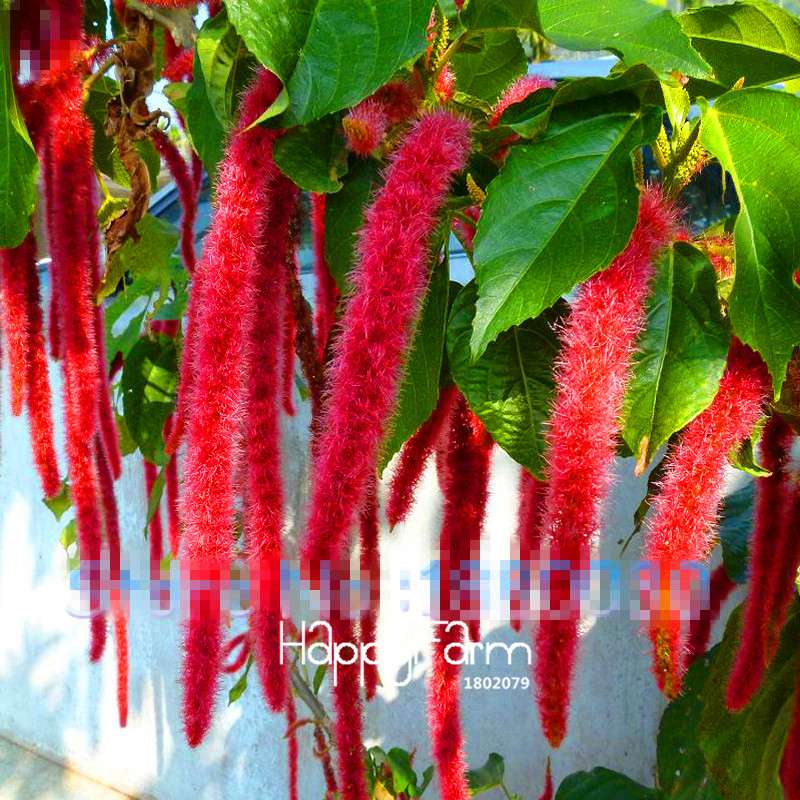 Rare Blood Red Amaranthus Seeds - Vibrant Potted Bonsai Flower for Home Garden DIY (Free Shipping)