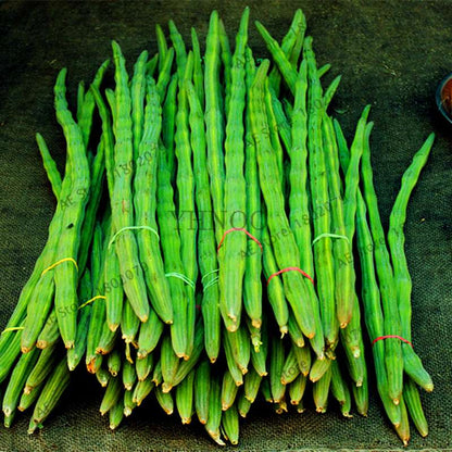 Moringa Seeds for Planting - Organic Moringa Oleifera Tree, Edible Drumstick Bonsai for Home Garden