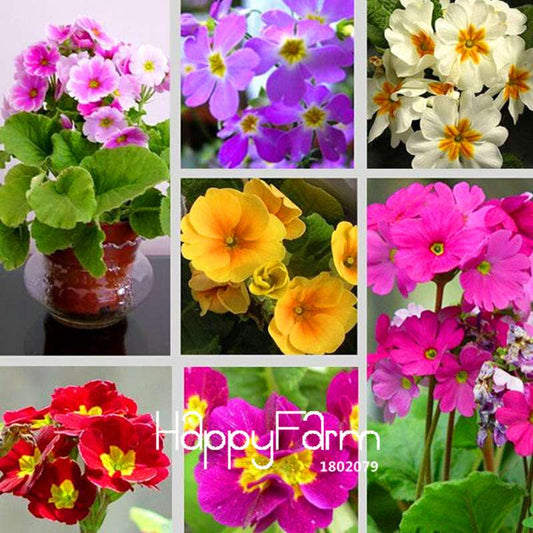 Rare Primrose Seeds (Primula Malacoides) - Easy to Grow Bonsai Flower Seeds for Home Garden