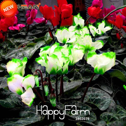 Cyclamen Seeds - Green Edge White Perennial Flowering Plants | Fast-Growing & Easy Care