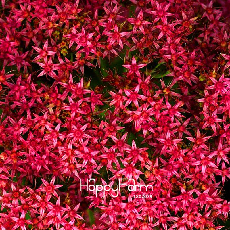 Gypsophila Seeds - Fragrant Bonsai Flowers for Home Garden Planting