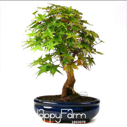 American Maple Bonsai Seeds - Mini Indoor Tree Houseplant, Fast-Growing Green Maple
