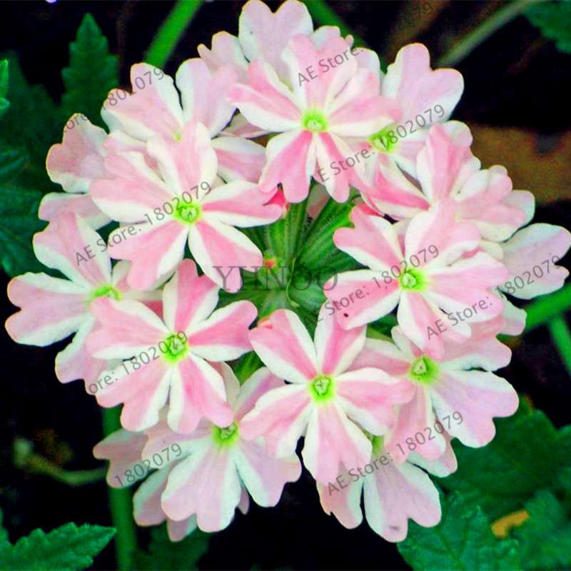 Mixed Color Verbena Hybrida Seeds - Easy to Grow Bonsai Flowers for Home & Garden Planting
