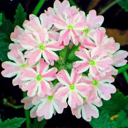 Mixed Color Verbena Hybrida Seeds - Easy to Grow Bonsai Flowers for Home & Garden Planting