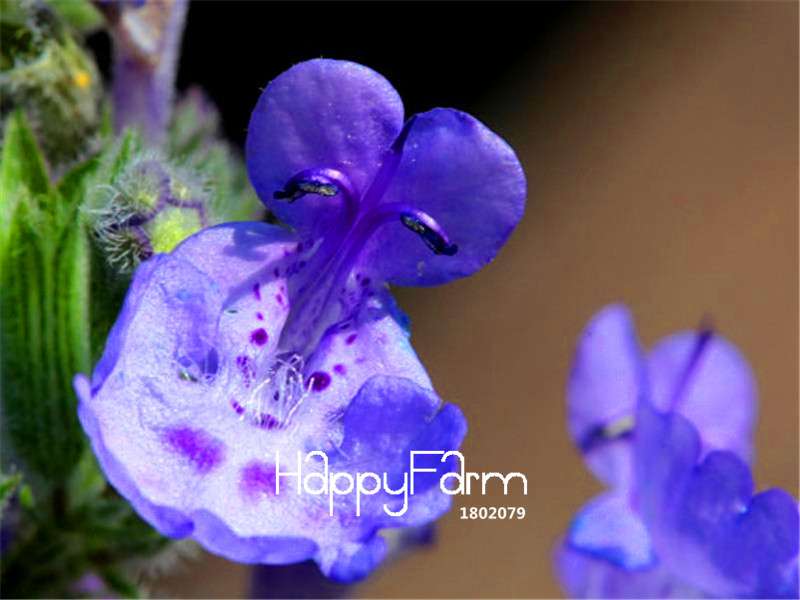Catnip Seeds - Nepeta Cataria for Home Gardening, Bonsai & Balcony Flower Pots | Fast Shipping