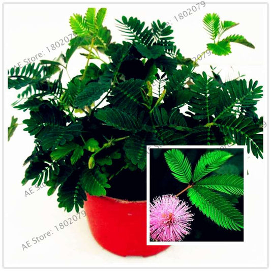 Mimosa Pudica Seeds - Sensitive Plant for Pots & Balcony | Fun, Fast-Growing Foliage