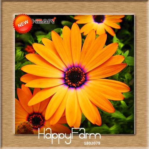 Blue Daisy Osteospermum Seeds - Grow Potted Flowering Plants for DIY Home Garden