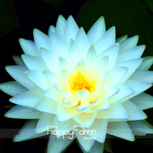 Giant Snow White Lotus Seeds - Fresh Nelumbo Pond Plants for Water Gardens