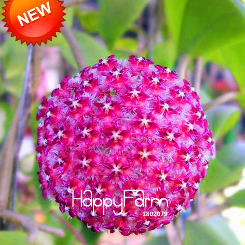 Buy Hoya Carnosa Seeds - Balcony Potted Rose Orchid Flower Seeds for Home Garden, Fast Shipping