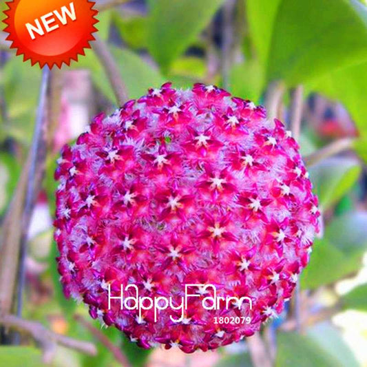 Buy Hoya Carnosa Seeds - Balcony Potted Rose Orchid Flower Seeds for Home Garden, Fast Shipping