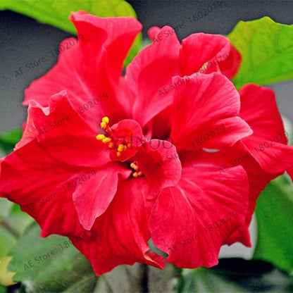 Colorful Bonsai Hibiscus Seeds - Perennial Flower for Home Garden Planting, Hibiscus Mutabilis