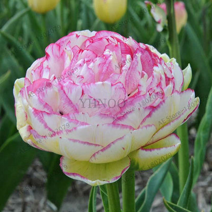 Rare Double Tulip Bulbs (Not Seeds) - 24 Colors, Fresh Flower Bulbs for Planting - Fast Shipping