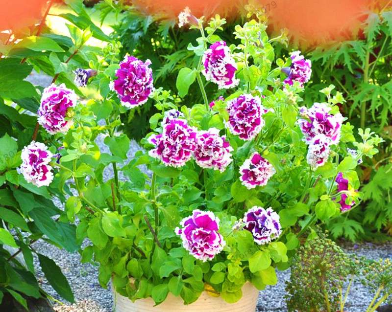 Double Petal Petunia Seeds - Vibrant Indoor Flower Bonsai Plants for Home & Garden