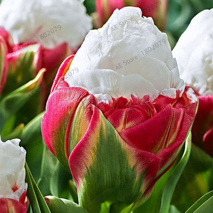 Rare Double Tulip Bulbs (Not Seeds) - 24 Colors, Fresh Flower Bulbs for Planting - Fast Shipping