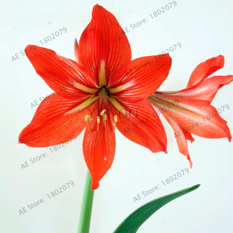Vibrant Amaryllis Flower Seeds - High Germination, Easy to Grow, Hippeastrum Rutilum