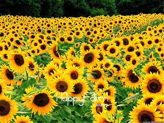 Non-GMO Sunflower Seeds for Planting - DIY Bonsai & Home Garden Flowers