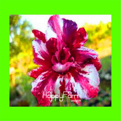Desert Rose Seeds - Stunning Bonsai Flower for Garden, Balcony & Pots