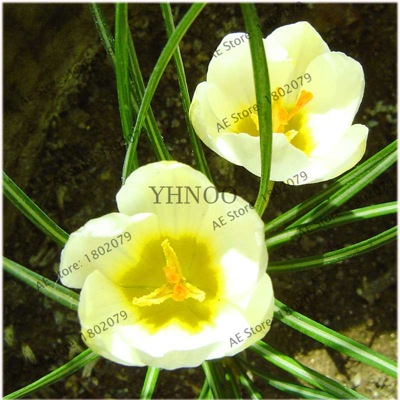 Premium Saffron Seeds - Grow Saffron Crocus Flowers for Home, Garden & Bonsai | Fast Shipping