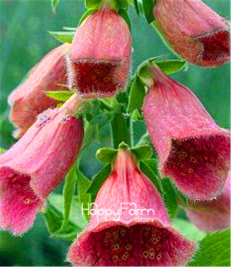 Fritillaria Foxglove Seeds - Potted Bonsai Garden Kit for DIY Home Planting | Premium Quality