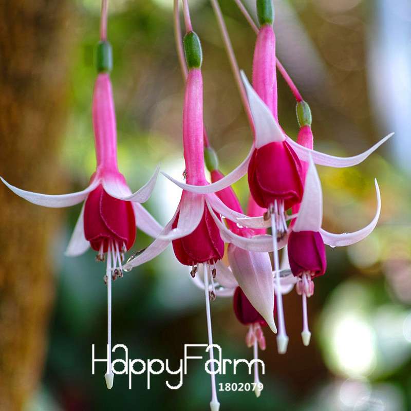 9 Vibrant Fuchsia Perennial Flower Seeds - DIY Potted Bell Flowers, Easy to Grow