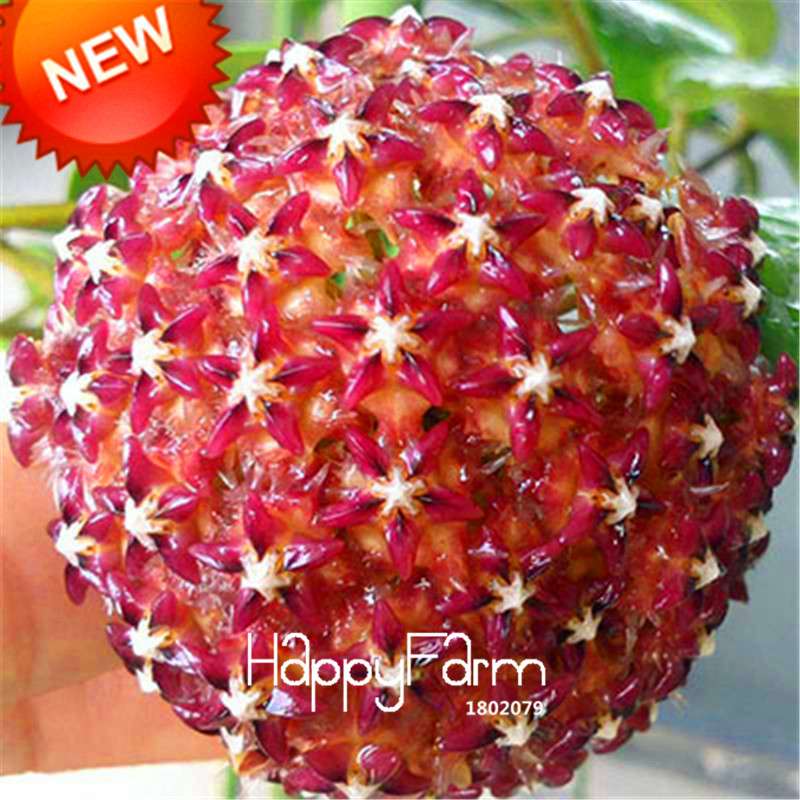 Buy Hoya Carnosa Seeds - Potted Flower Seeds for Home Garden Planting, Perennial Orchid-Like Blooms