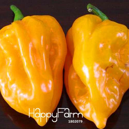 Organic India Devil Hot Chili Seeds - World's Hottest Pepper for Garden & Pots, Non-GMO, Homegrown