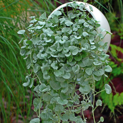 Dichondra Repens Seeds - Low-Maintenance Ground Cover for Lawns & Hanging Gardens