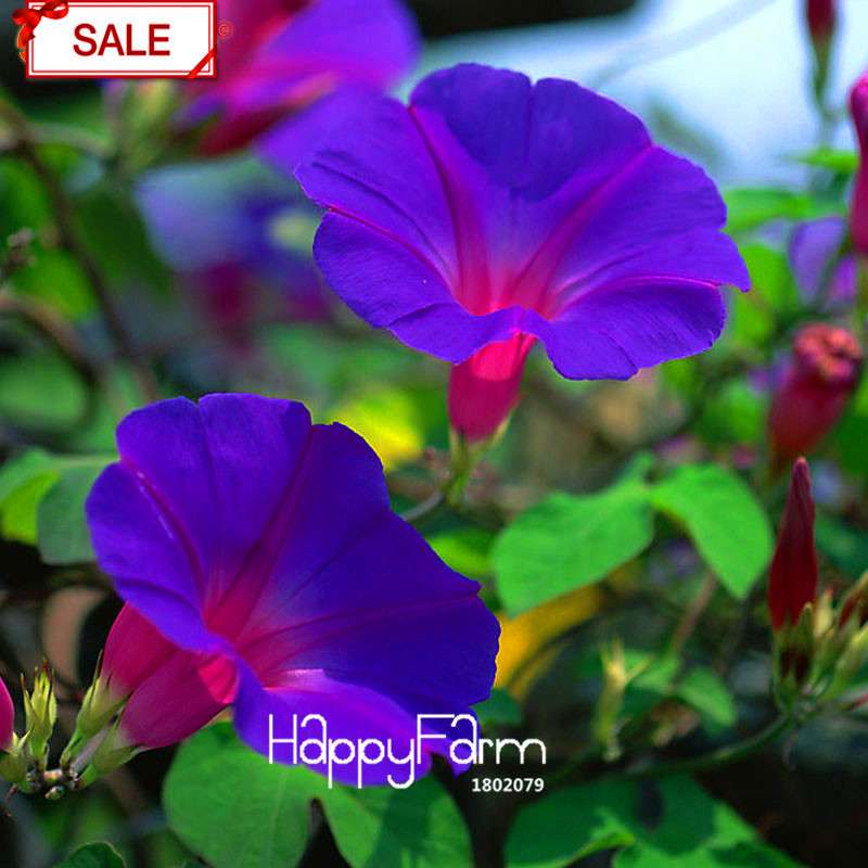 Purple Morning Glory Seeds - Vibrant Chinese Ipomoea Nil Flowers for Garden