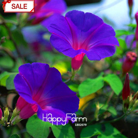 Purple Morning Glory Seeds - Vibrant Chinese Ipomoea Nil Flowers for Garden