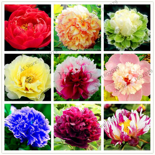 Rare Perennial Peony Seeds - Mixed Colors & Species, Bonsai Flower Tree for Home & Garden
