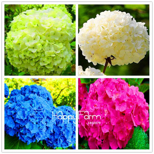 Mixed Hydrangea Seeds - Vibrant Home Garden Flowers for Bonsai & Planting