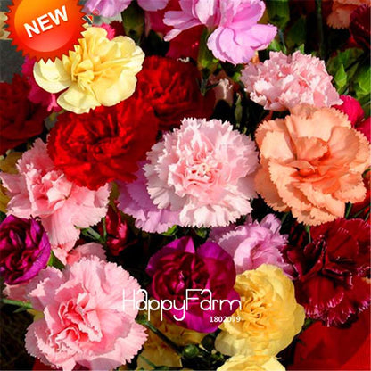 Black Carnation Flower Seeds - Rare Dianthus Bonsai Plants for Home Garden, Unique & Exotic Blooms
