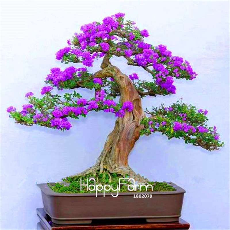 Japanese Bonsai Lilac Flower Seeds - DIY Home Garden Planting Kit for Indoor/Outdoor