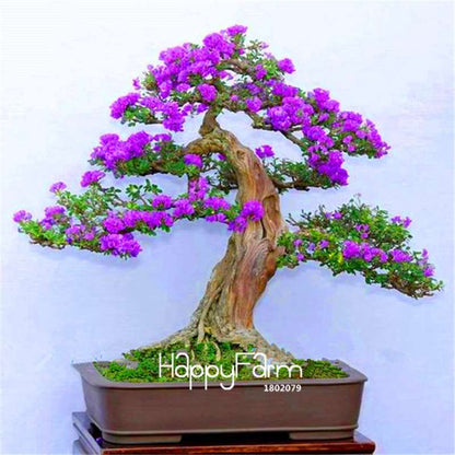 Japanese Bonsai Lilac Flower Seeds - DIY Home Garden Planting Kit for Indoor/Outdoor