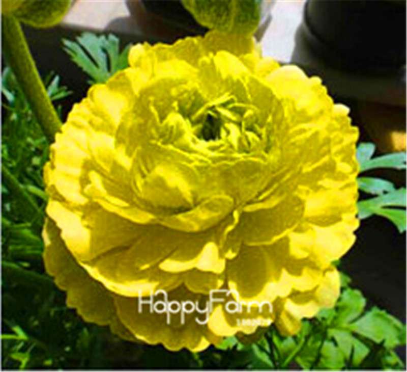 Ranunculus Asiaticus Bonsai Flower Seeds - DIY Home Garden Planting Kit
