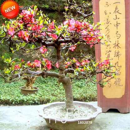 Begonia Flower Seeds - True Malus Spectabilis, Potted Bonsai Plant Seeds for Home Garden