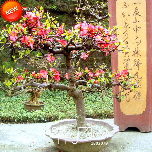 Begonia Flower Seeds - True Malus Spectabilis, Potted Bonsai Plant Seeds for Home Garden