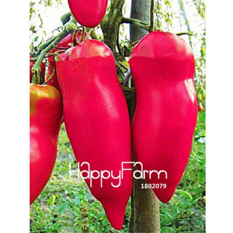Rainbow Tomato Seeds - Organic Bonsai Veggie & Fruit Seeds for Home Garden, Non-GMO, Easy Grow